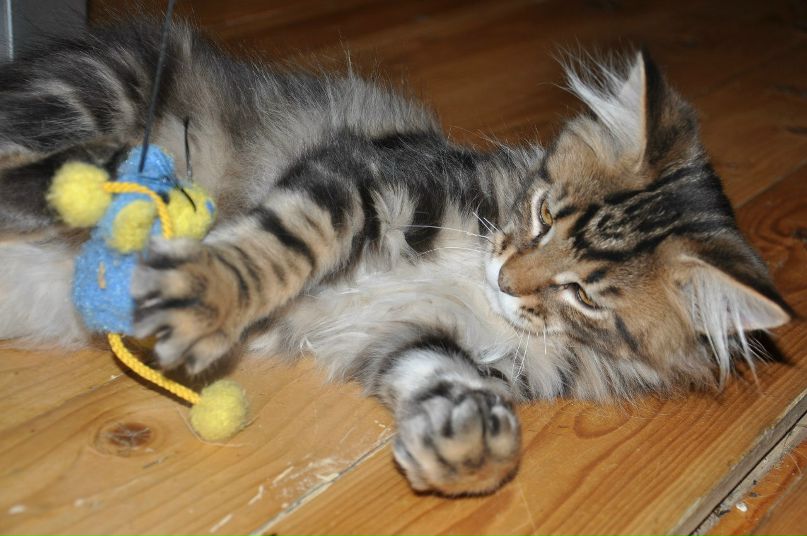 Касум Гулиев | Москва