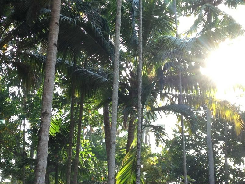 №11, Николай Пичугин, Белая Церковь №11, Николай Пичугин, Белая Церковь