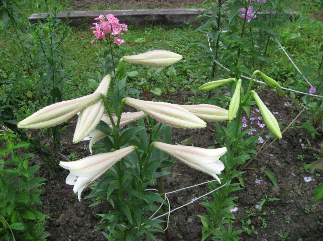 Евгения Рослякова | Санкт-Петербург