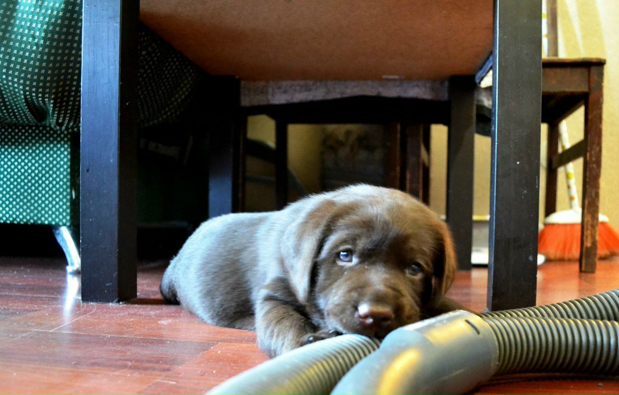 Екатерина Пируева | 