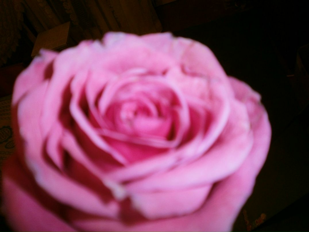 Светлана Нечаева | Череповец