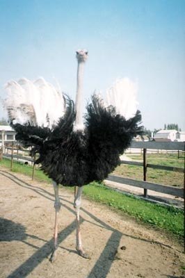 Маргарита Самбурская | Gdańsk