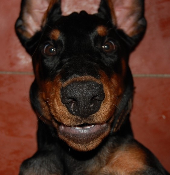 №21, Виолетта Чернолуцкая, Винница №21, Виолетта Чернолуцкая, Винница