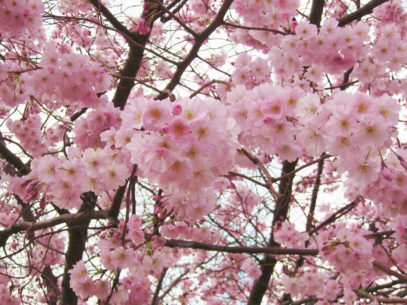 Наталья Никифорова | 