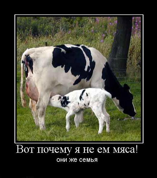 Алёна Луламей | 