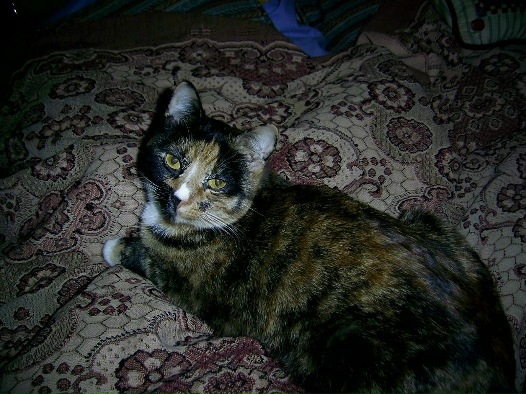 Ксения Лузанова | Киев