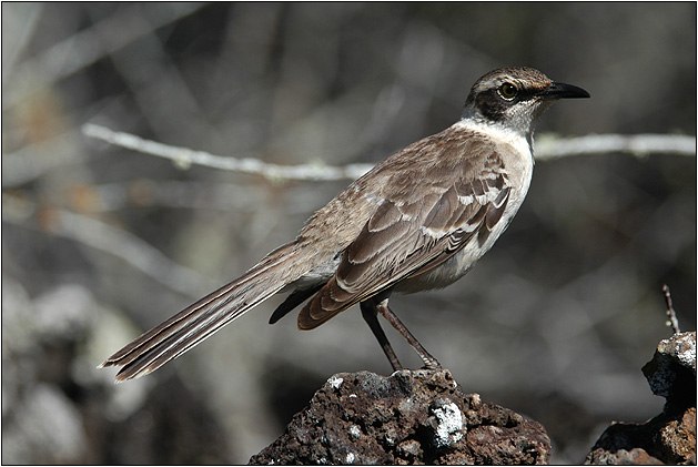 Глеб Царьков | Минск