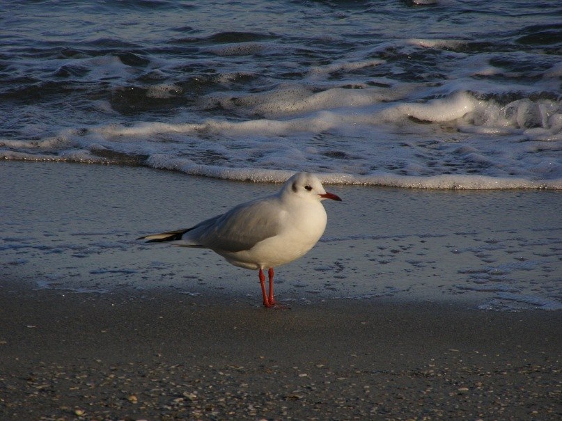 Татьяна Пашолок | Одесса