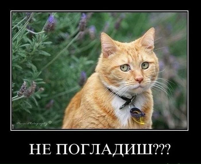 №83, Сергей Деменок, 33 года, Брянск №83, Сергей Деменок, 33 года, Брянск