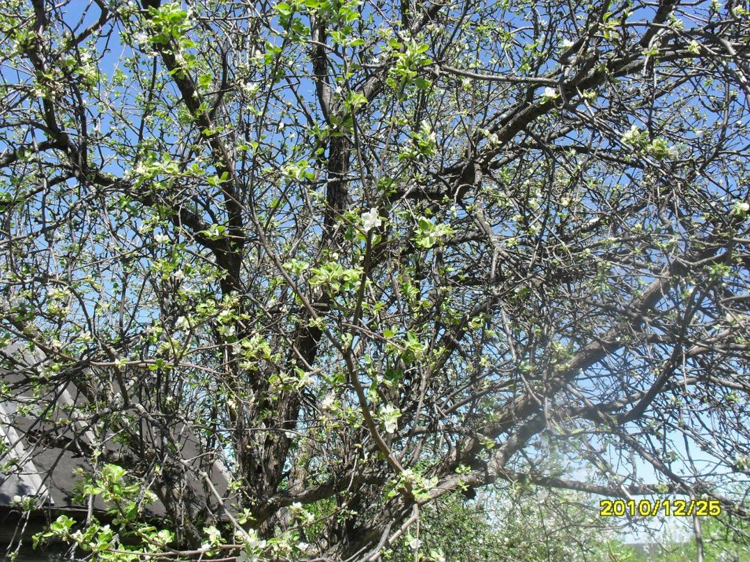 Виктор Шорин | Инта