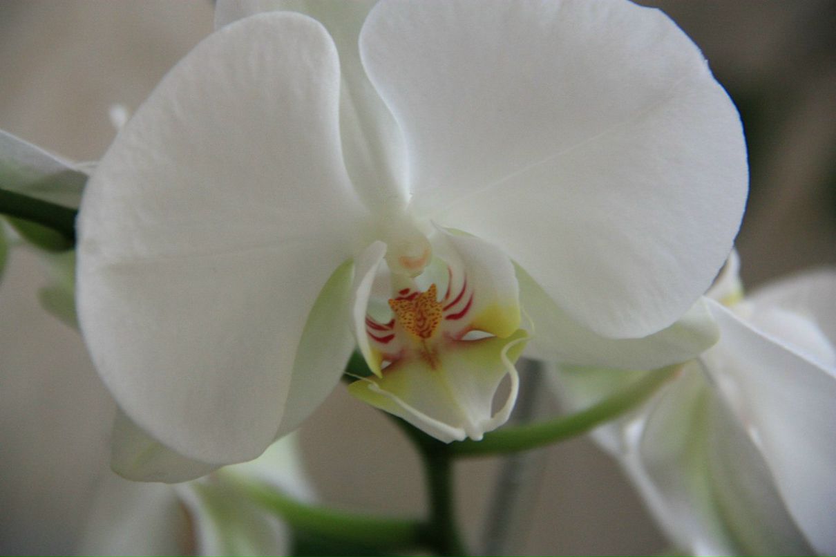 Виктория Большакова | Москва