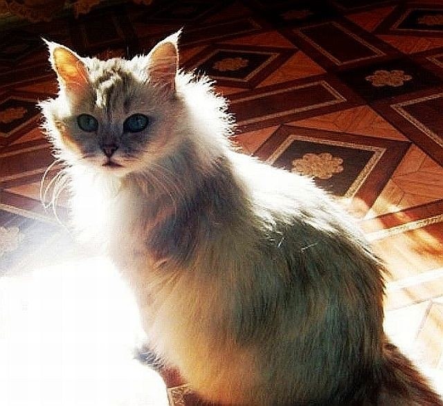 Дмитрий Гриценко Lestatik | Красноярск