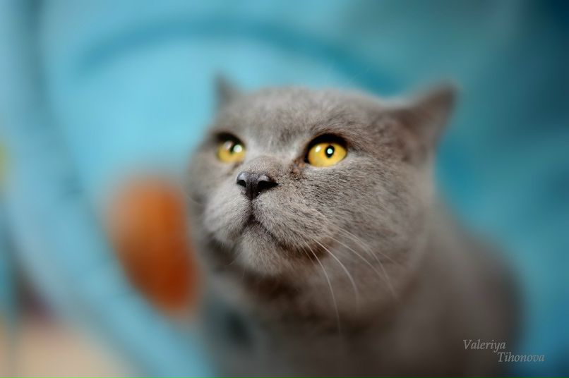 Антон Лучников Валерьевич | Москва