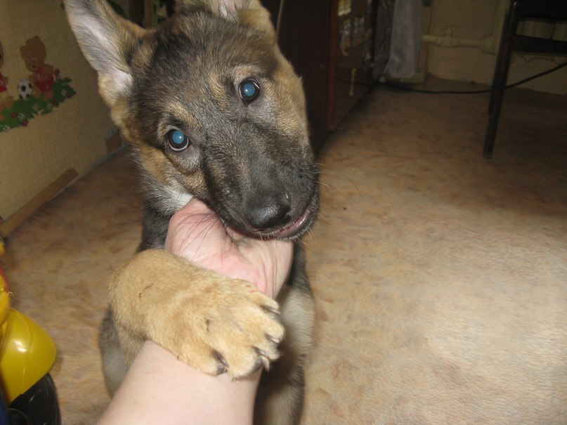 Екатерина Савелова | Северодвинск