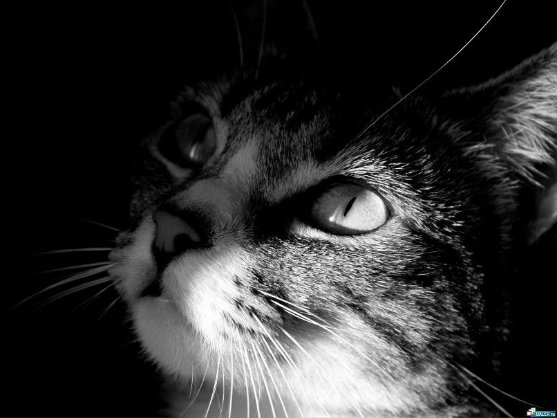 Дмитрий Колесников | Липецк