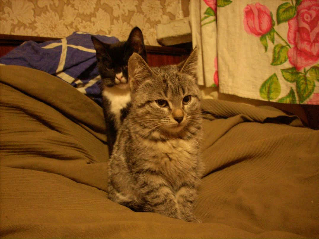 Светлана Ашихмина | Санкт-Петербург