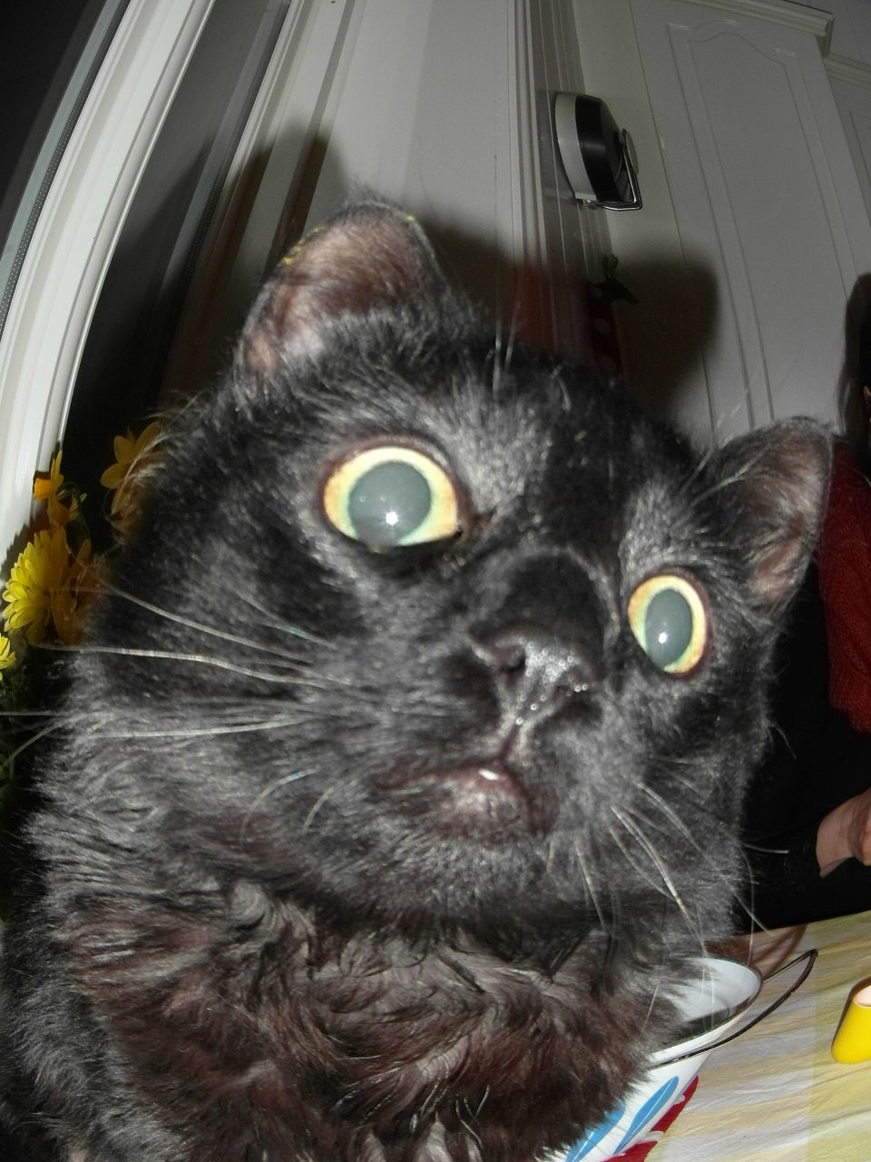 Светлана Каминская | 