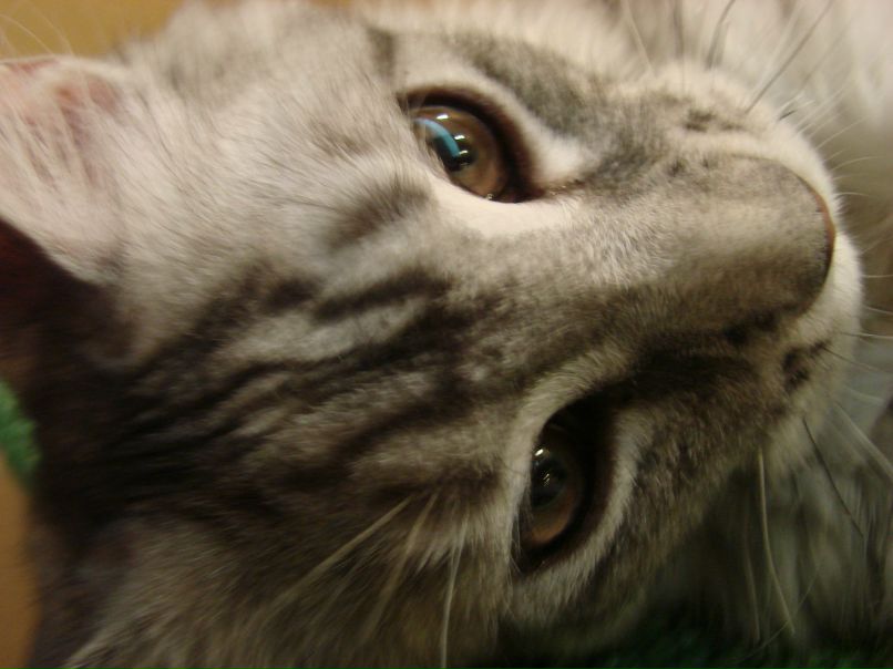 Евгения Чиндина | Тольятти