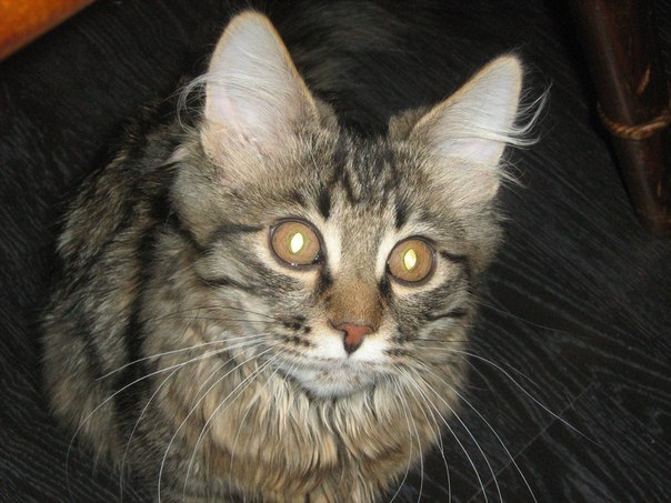 Дмитрий Оболенцев | Дмитров