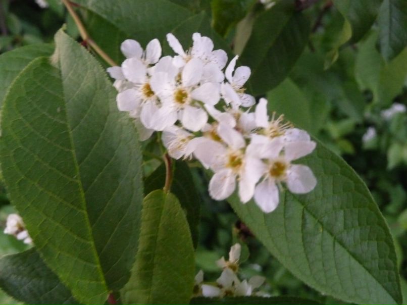 Elena Hohlova | Выборг