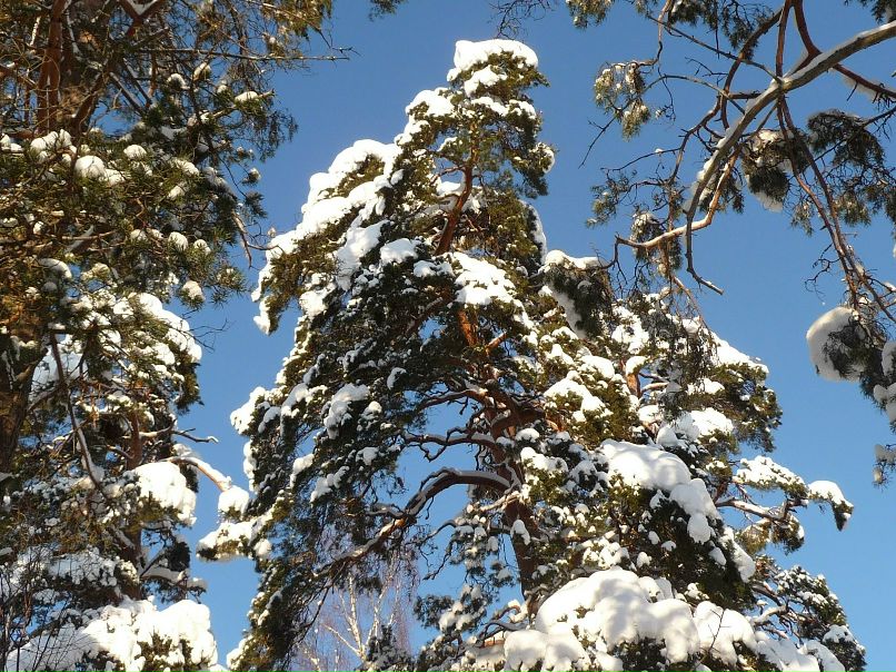 Elena Hohlova | Выборг