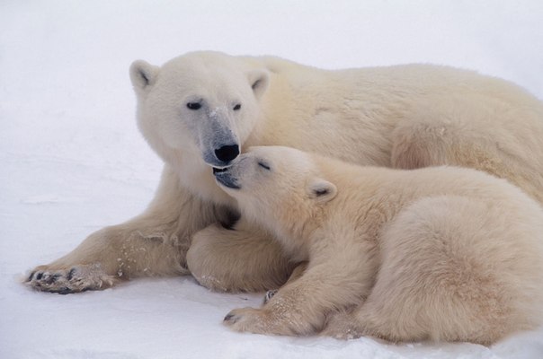 №4, Евгения Анисимова, 39 лет, Струнино №4, Евгения Анисимова, 39 лет, Струнино