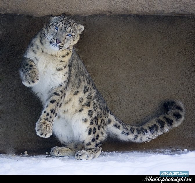 Николай Razor | Санкт-Петербург