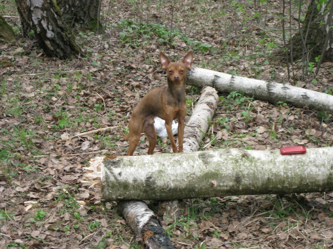 Наталья Первушина | 