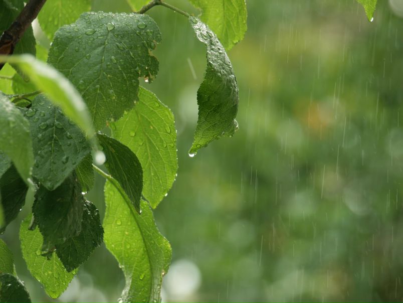 №40, Юська Юська, Chonburi №40, Юська Юська, Chonburi