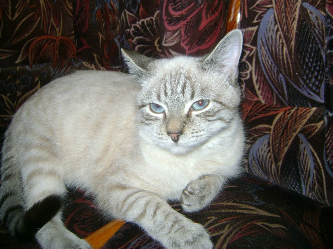 Светлана Григорьева | Санкт-Петербург