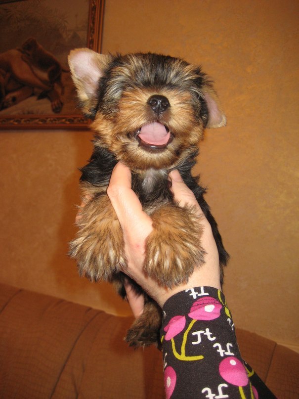 Антонина Можелис | Москва