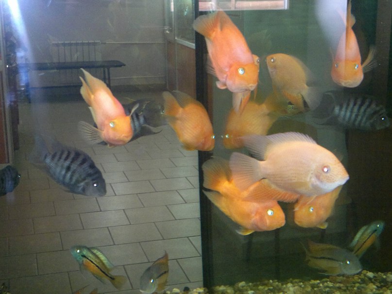 Светлана Рыбникова-Мальцева | Вологда