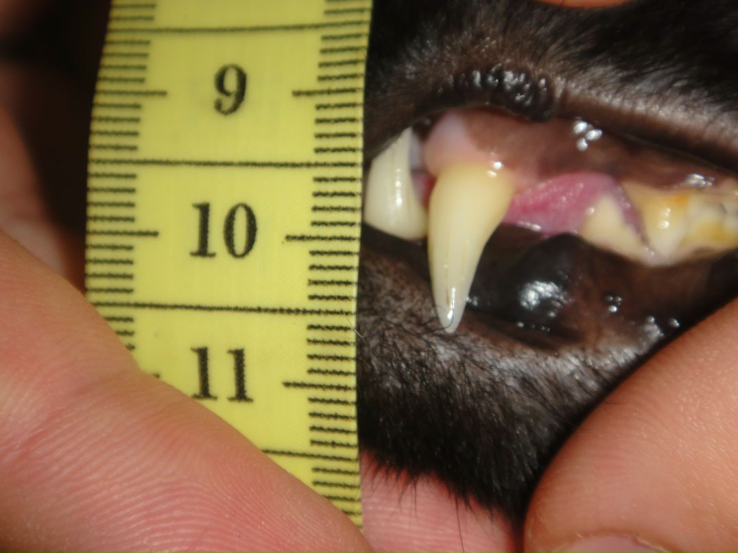 Денис Шнуров | Санкт-Петербург