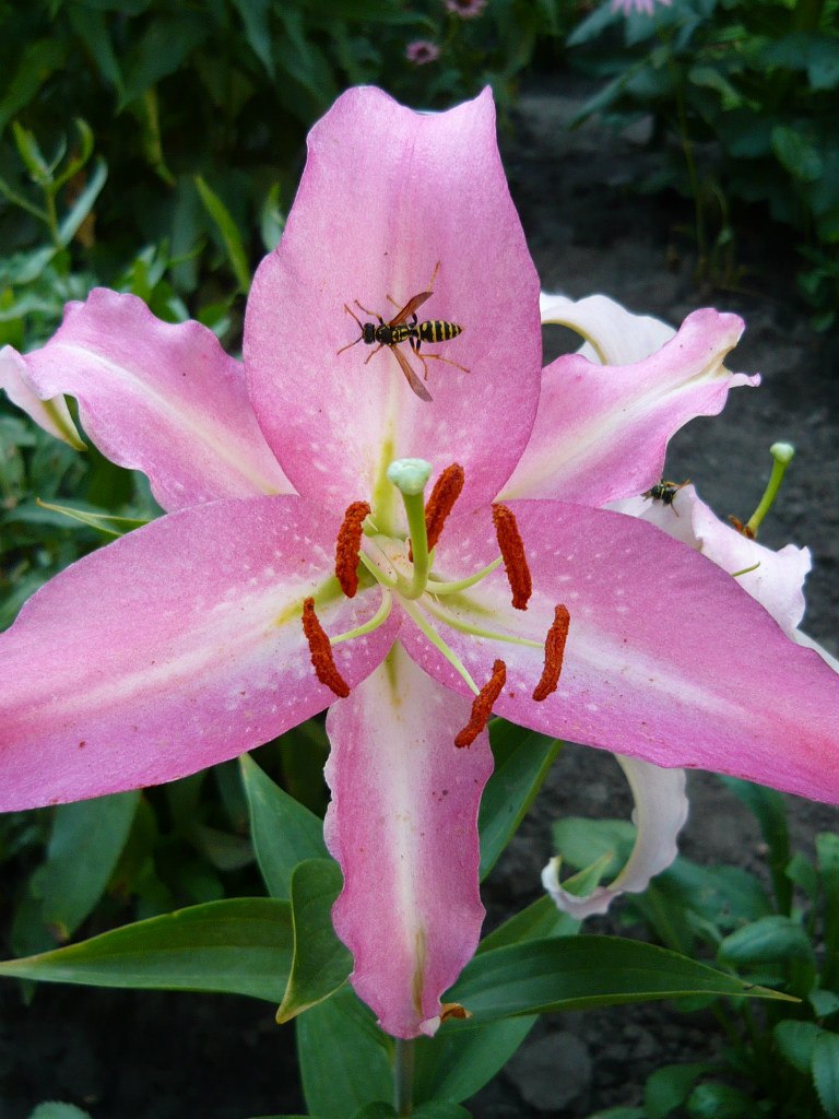 Марина Буран | Кропивницкий / Кировоград