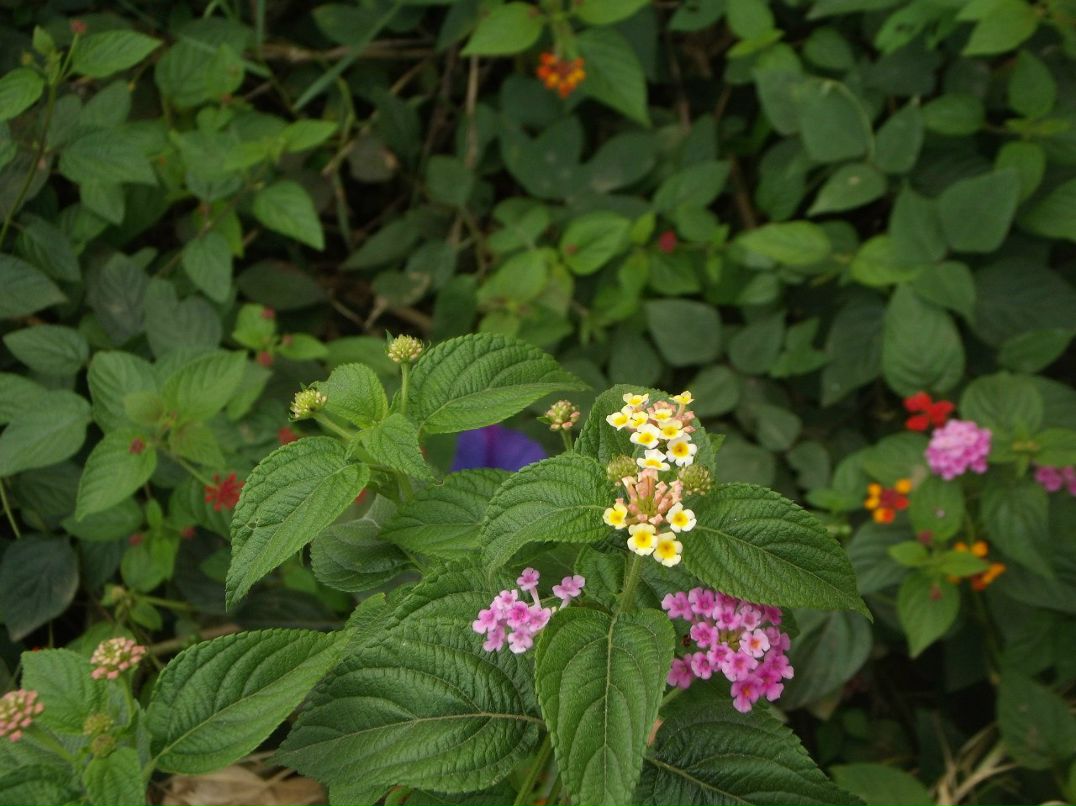 Игорь Гоголев | Тель-Авив