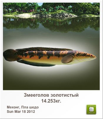 Анатолий Губарев | Краснодар