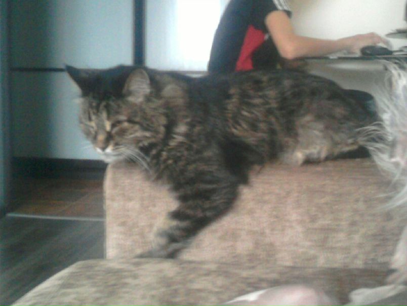 №38, Заал Ярадангулиев, Минск №38, Заал Ярадангулиев, Минск