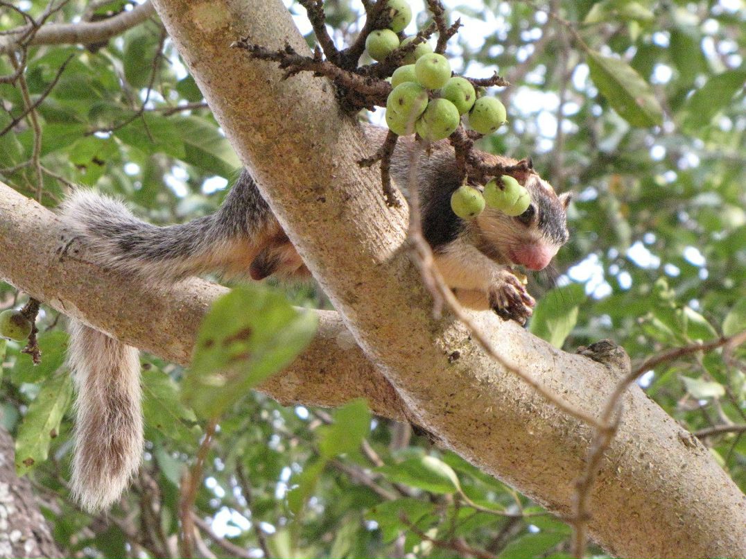 Елена Реснайс | Санкт-Петербург