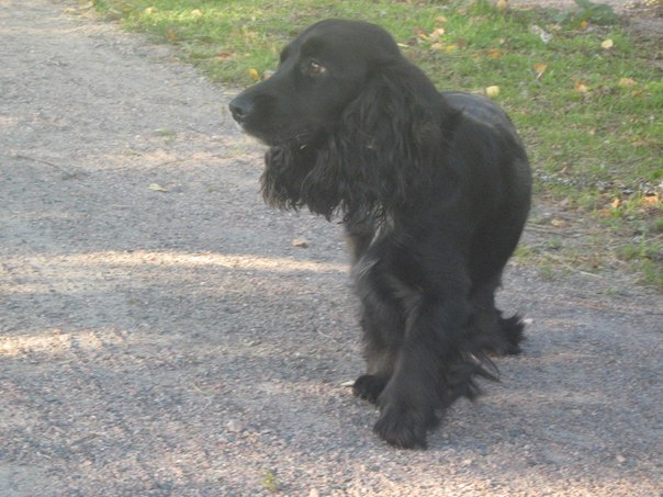 №99, Анастасия Малышева, Великий Новгород №99, Анастасия Малышева, Великий Новгород