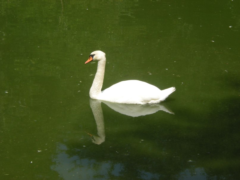 Лина Коробко | 