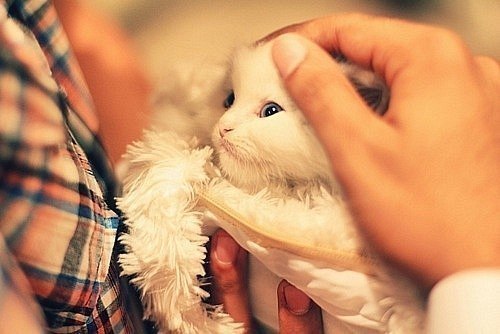 Алина Иванец | 