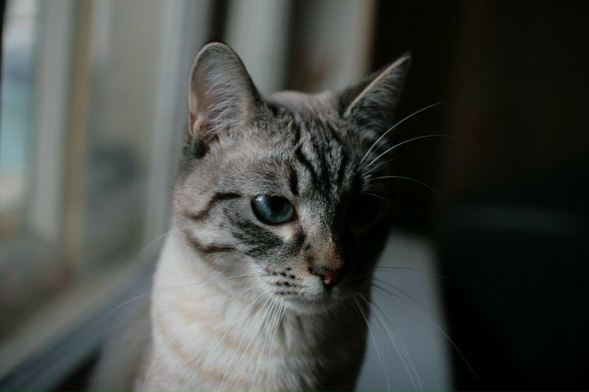 Дмитрий Романов | Смоленск