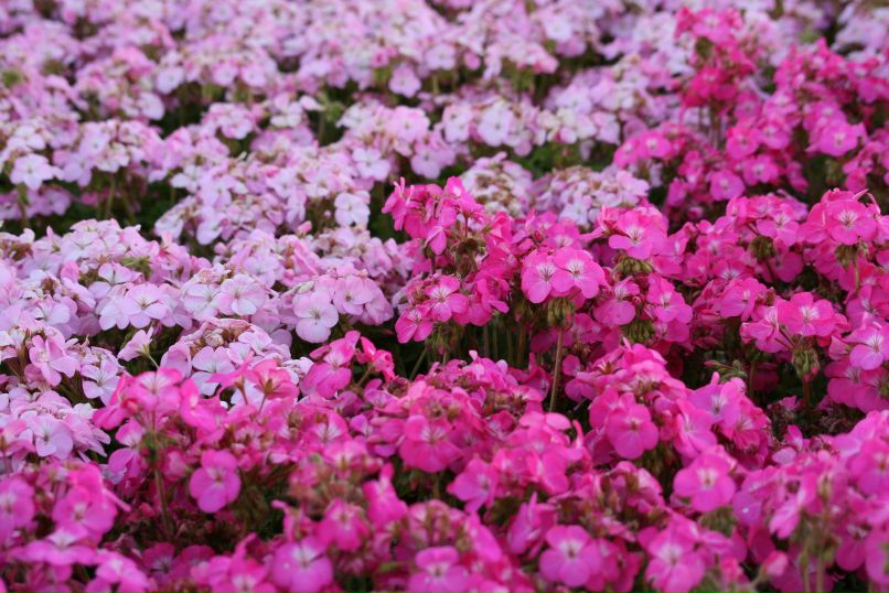 Ольга Ха | Казань