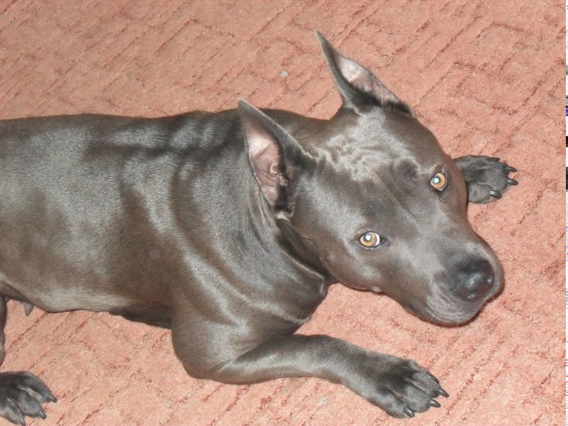 Дейзи Крейзи | Киев