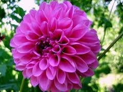 Світлана Атаманчук | Тернополь