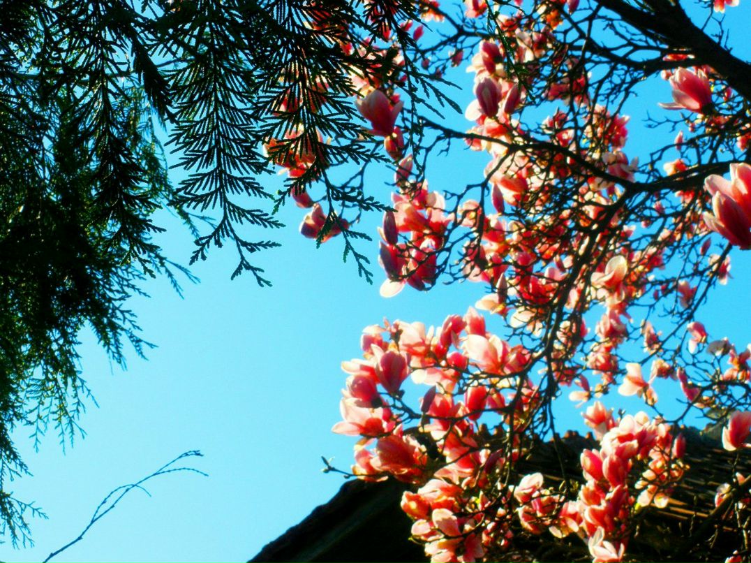 Елена Тарасова ☆☆RED FOX ☆☆ | Тверь