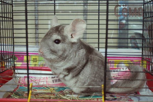 №16, Ира Калина, Киев №16, Ира Калина, Киев