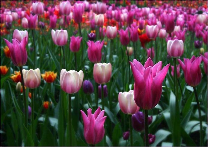 Юлия Бондарева | Севастополь