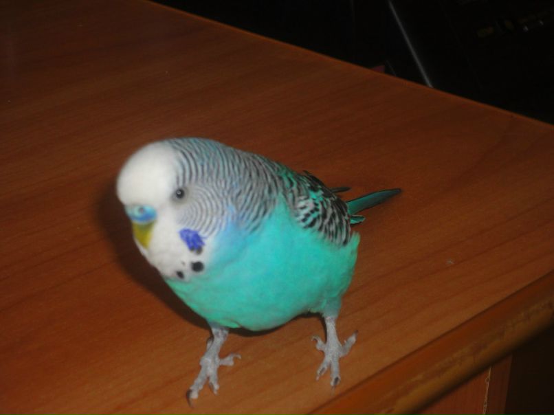 Данил Ковалёв | Новосибирск