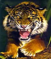 Сергей Балабанов | Одесса